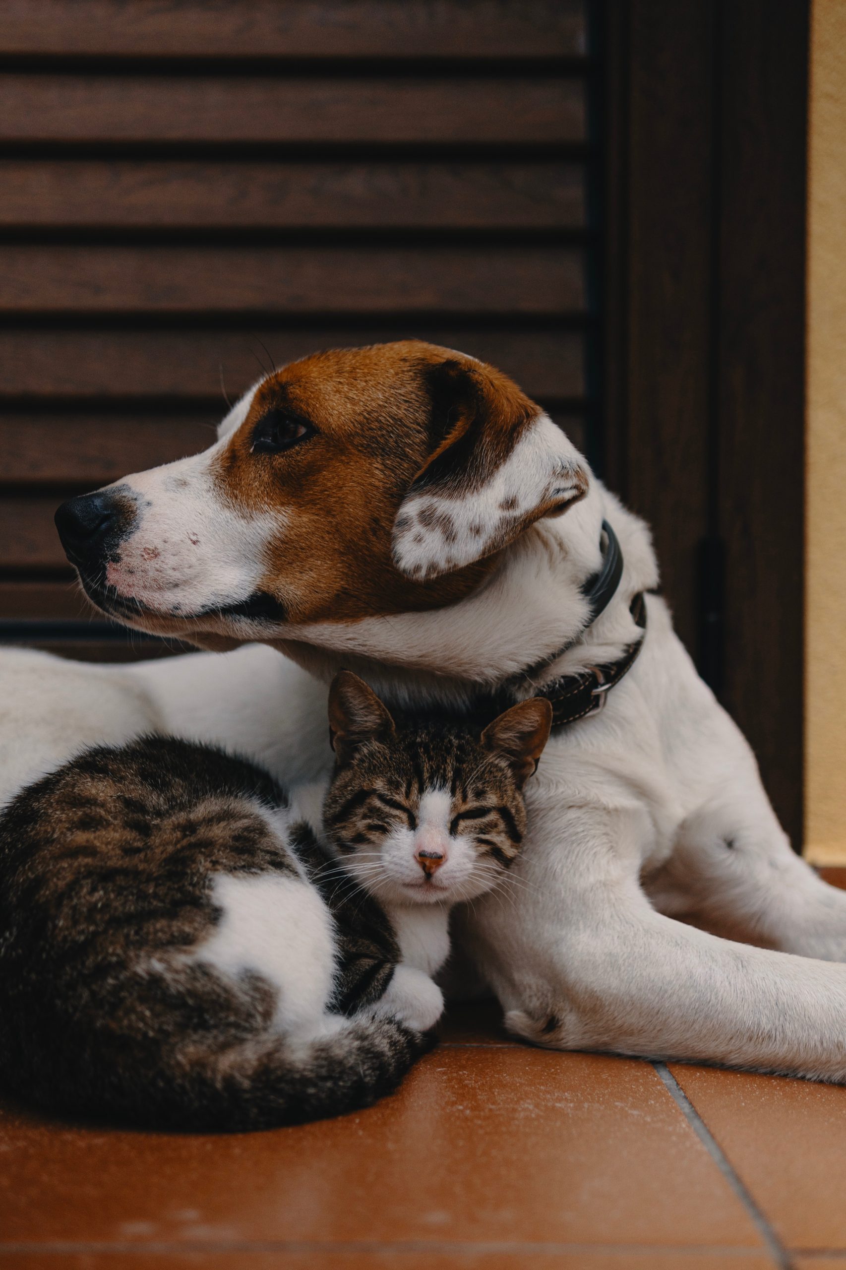 A brown and white dog lying on a tiled floor cuddles closely with a tabby cat, offering heart-warming inspiration for first family pet ideas. The cat is nestled under the dog’s head, both relaxed and content before a wooden shutter.