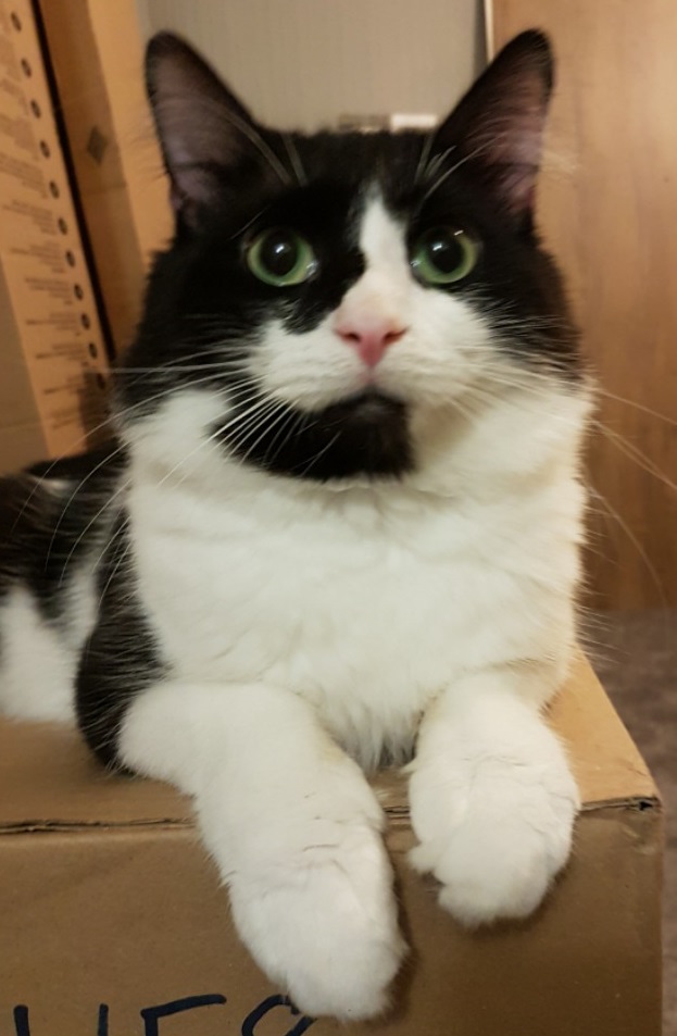 A black and white cat with green eyes lies on a cardboard box, looking slightly upward. Surrounded by boxes and wooden surfaces, this cosy scene highlights things to consider before bringing a new kitten into your home.