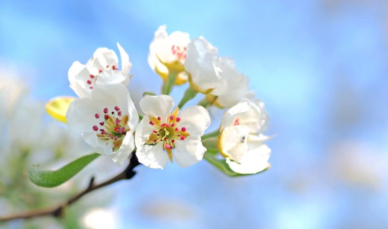 closeup photo of white petaled flowers with red and yellow stigma