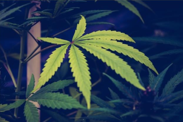 A close-up of a green cannabis leaf with serrated edges, surrounded by other leaves. The blurred, dark background makes the main leaf—often associated with CBD oil—stand out prominently in the image.
