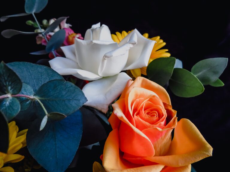 white and yellow rose in bloom