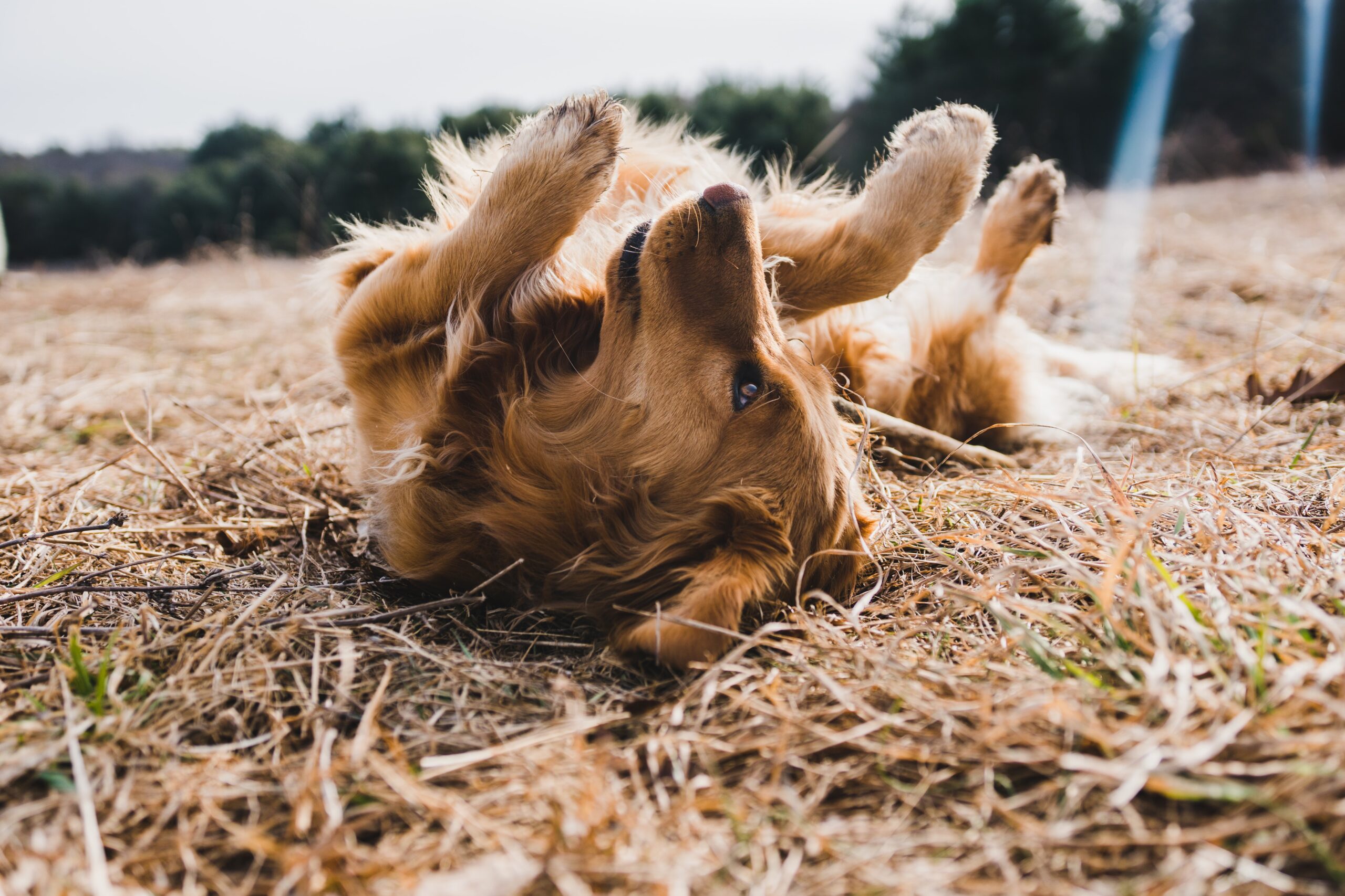 A dog rolling round on the ground