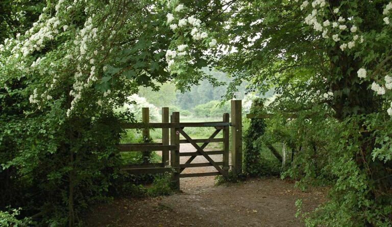 A wooden gate, secured by sturdy fence post support, stands along a dirt path surrounded by lush green foliage and white flowering bushes, leading to an open, sunlit field in the background.