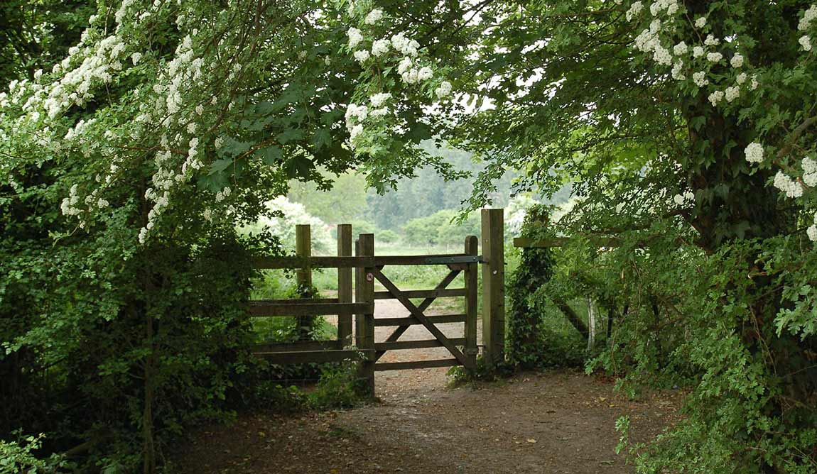 A wooden gate, secured by sturdy fence post support, stands along a dirt path surrounded by lush green foliage and white flowering bushes, leading to an open, sunlit field in the background.