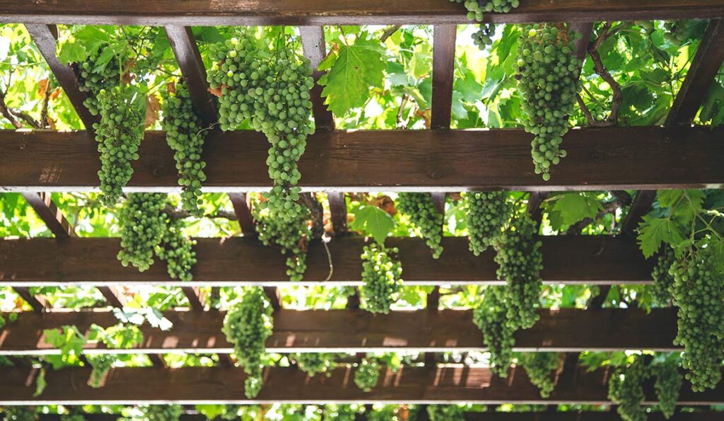 Clusters of green grapes hang from vines growing on a wooden pergola, with sunlight filtering through the leaves above—an effect easily achieved with pergolas with retractable roofs for adjustable shade.