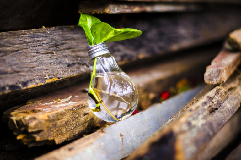 A light bulb filled with water and a green plant cutting inside rests on a pile of weathered wooden planks.