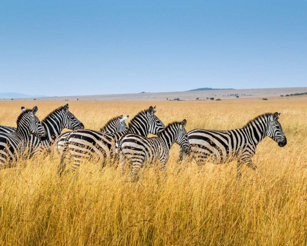 A herd of Zebra in Africa