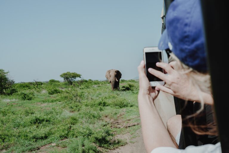 Someone taking a picture of elephants whilst on safari