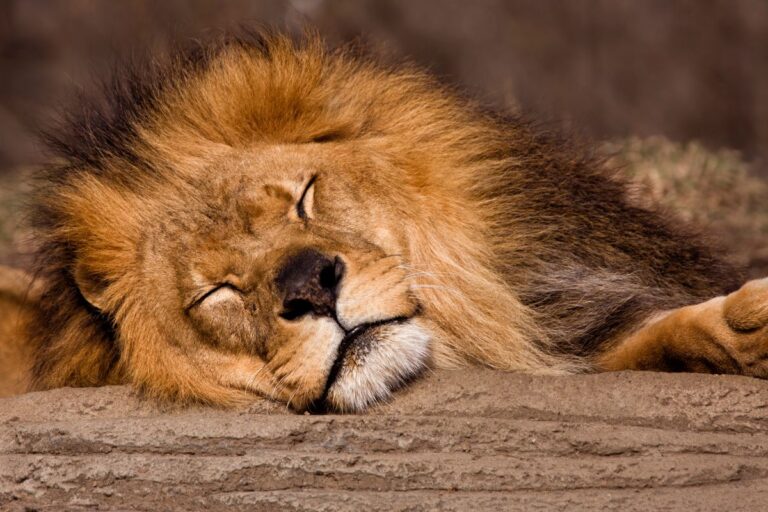 A male lion, the ultimate sleep animal, with a thick mane is lying on the ground, resting his head on a rock and sleeping peacefully with his eyes closed.