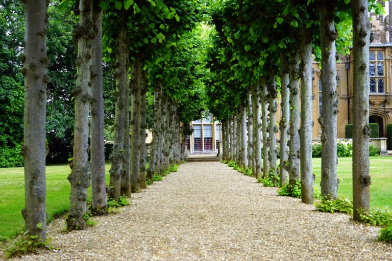 A gravel path lined with neatly trimmed trees on both sides leads towards a building with large windows and ornate architectural details, surrounded by green lawns and a beautifully maintained garden.